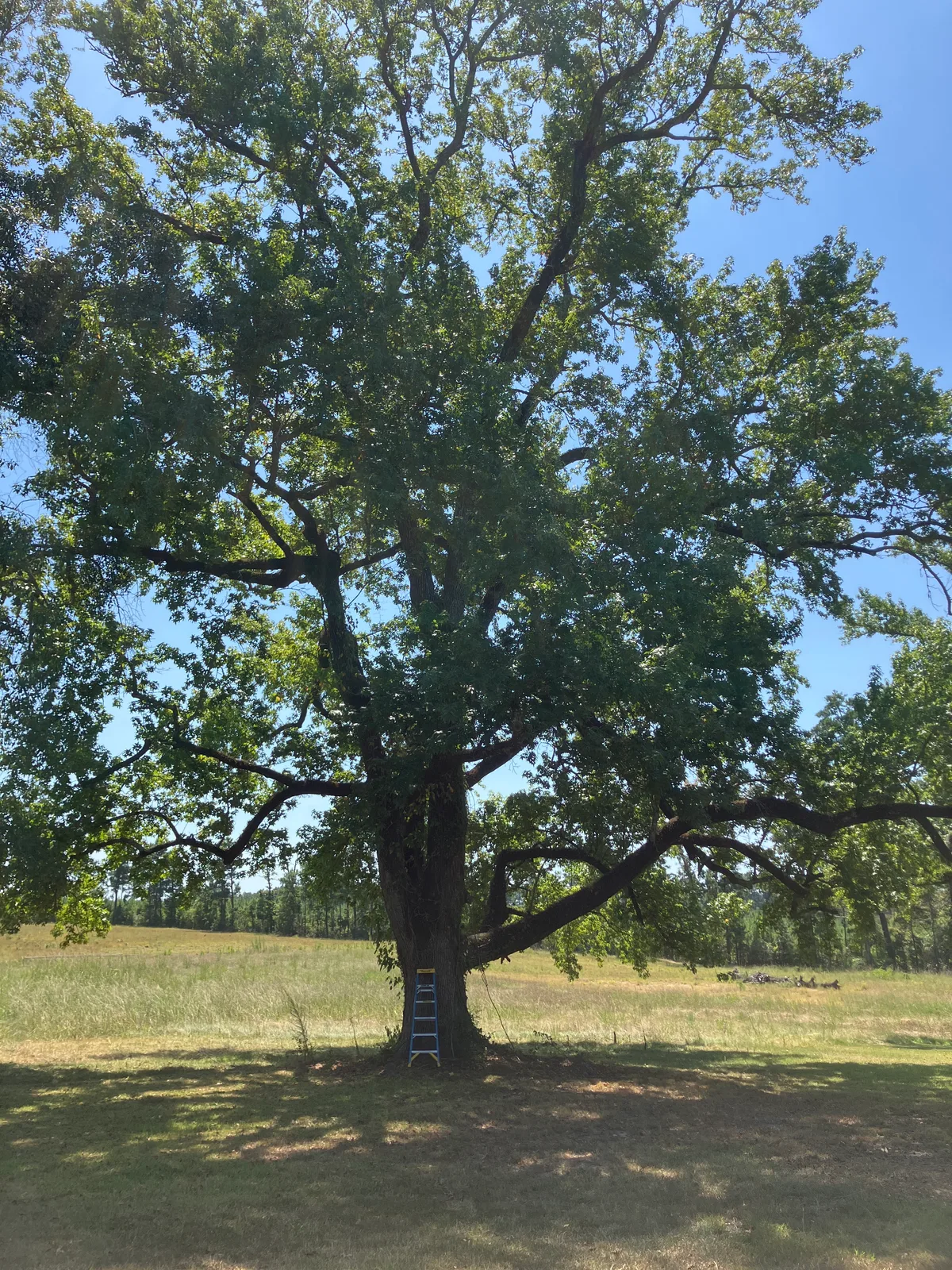 Sweet gum Logs for sale in LA