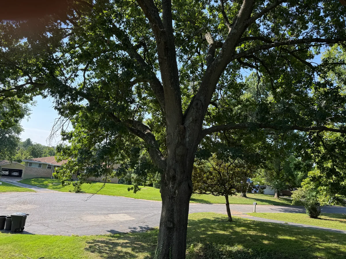 Red Oak Logs for sale in MO